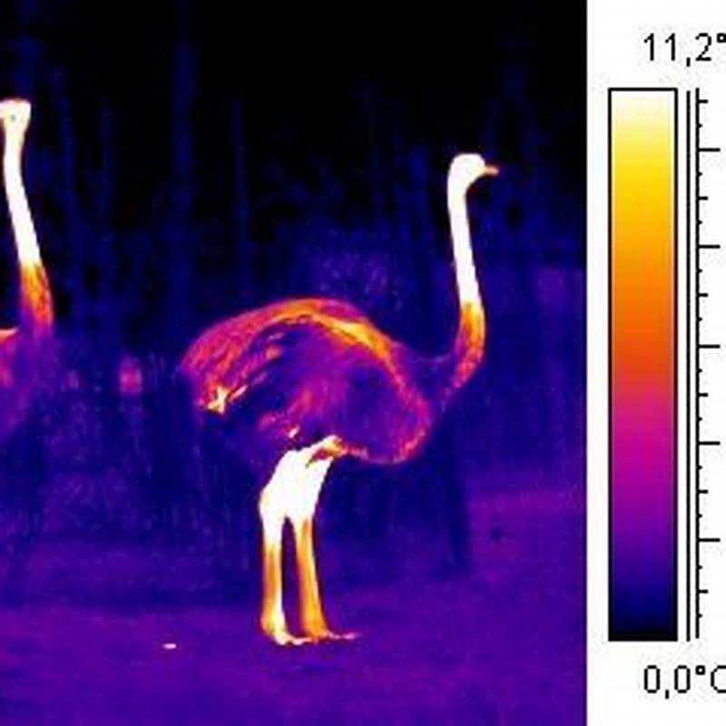 How do birds regulate their internal body temperature?