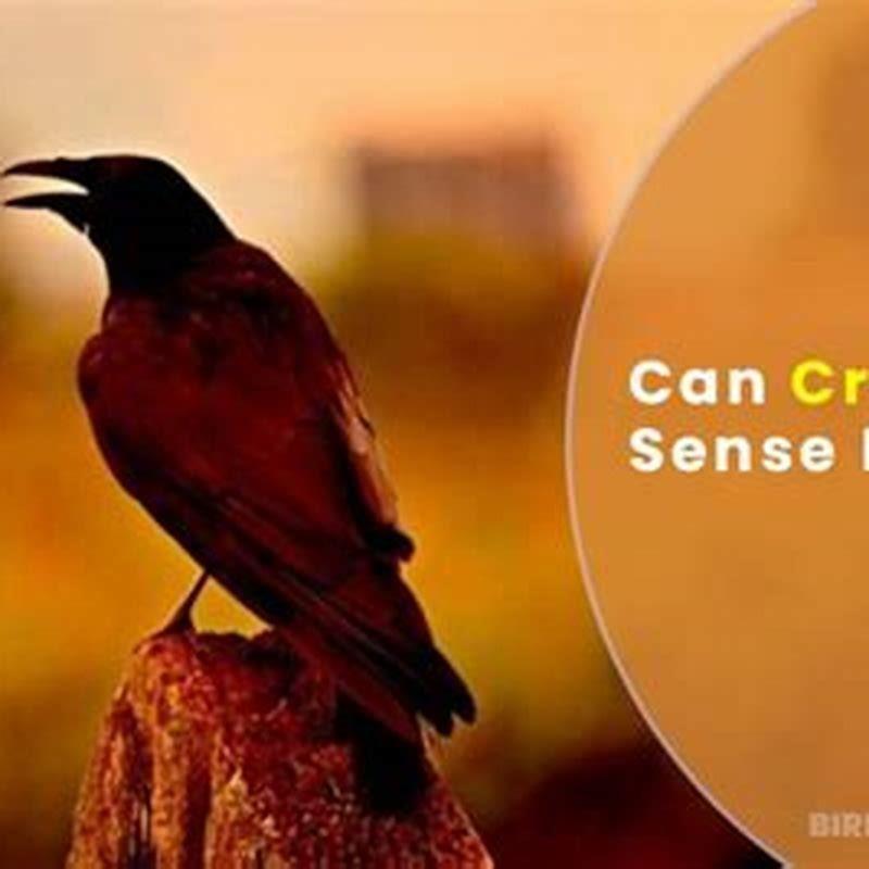 How do birds relate to death?