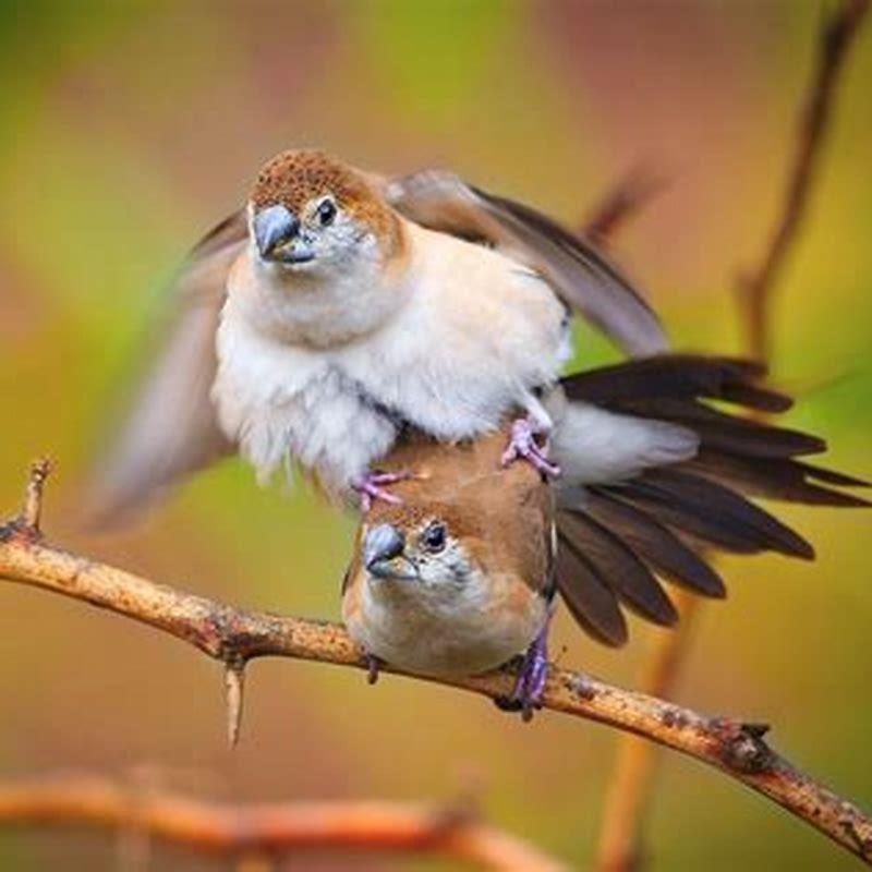 How do birds reproduce?