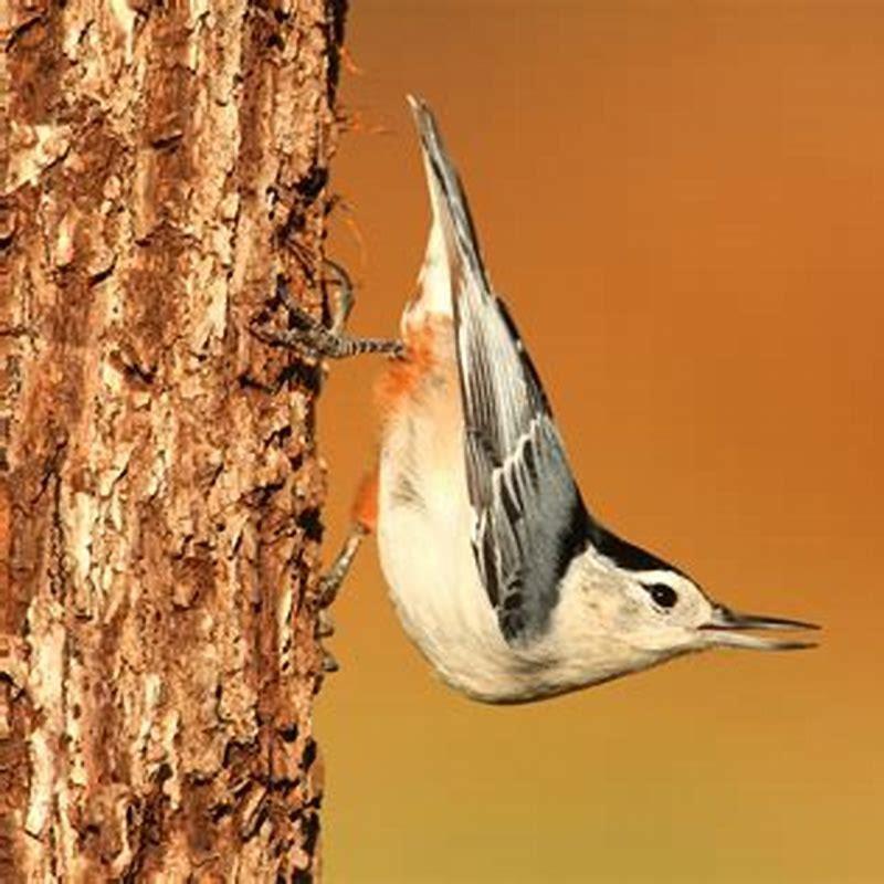 How do birds sleep without falling down?