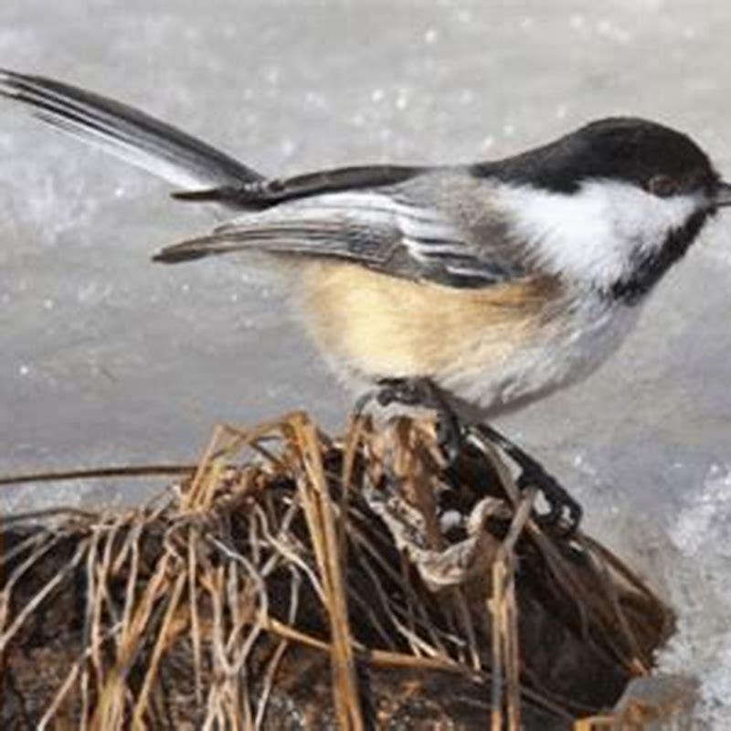 How do birds stay warm in?
