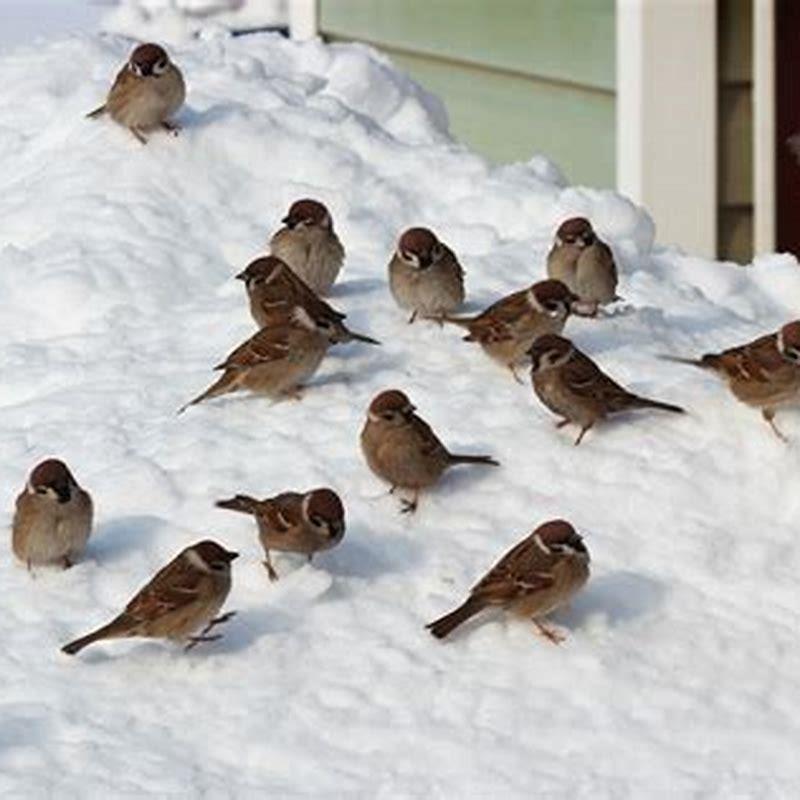 How do birds survive in the snow?
