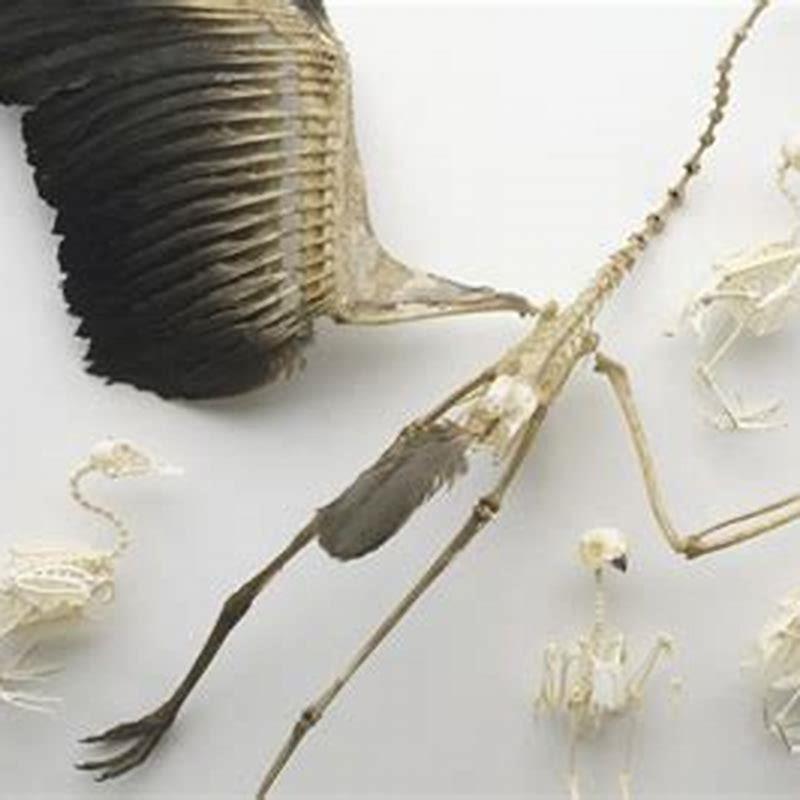 How do hollow bones help birds?