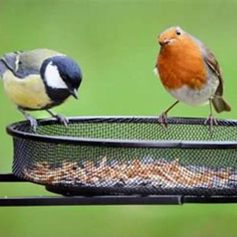 How do I attract birds to my garden?