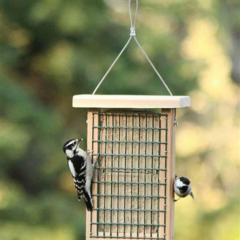 How do I attract birds to my suet feeder? DIY Seattle