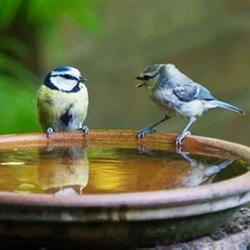 How do I encourage birds to use a bird bath?