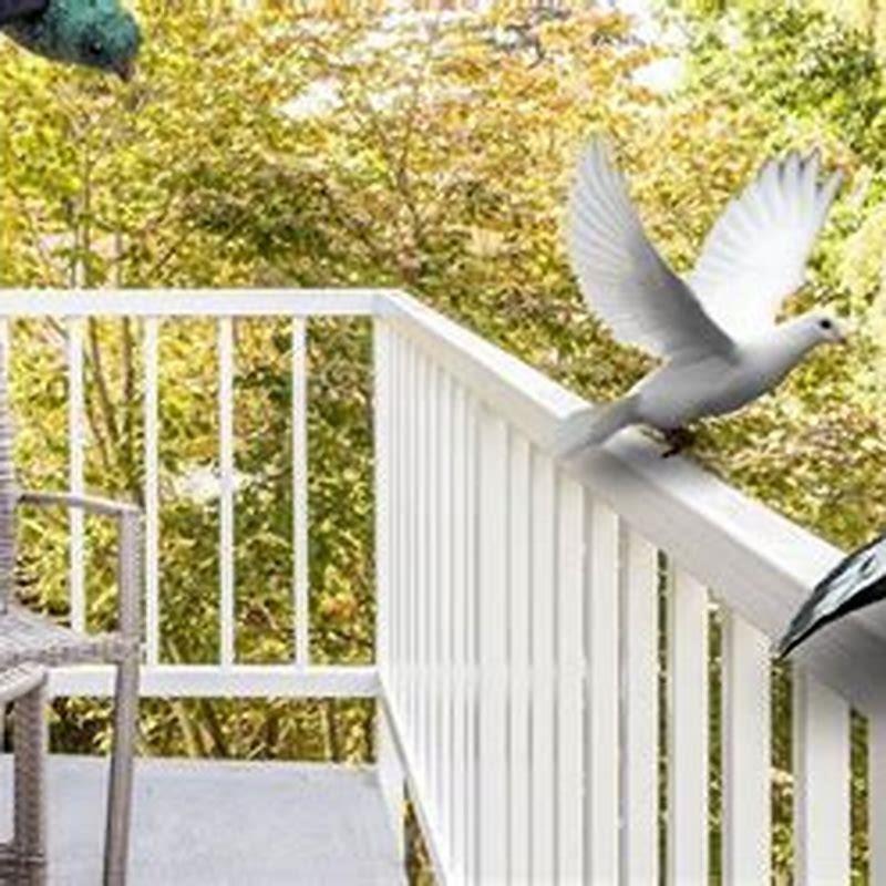 How do I get rid of birds on my patio?