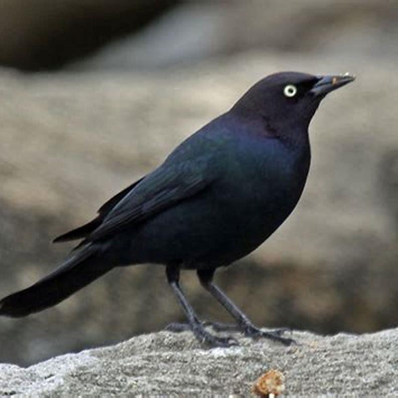 How do I get rid of Brewer blackbirds?