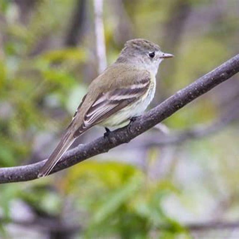 How do I identify the least flycatcher?