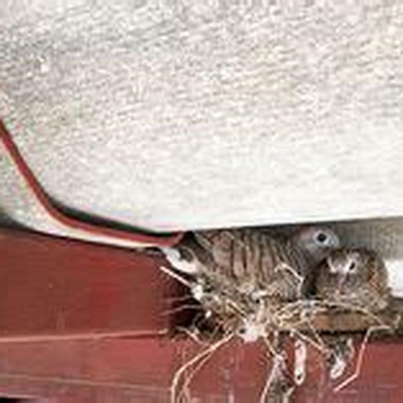 How do I keep birds away from my handrail?