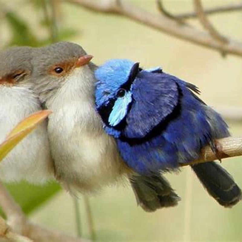How do I keep my bird warm?