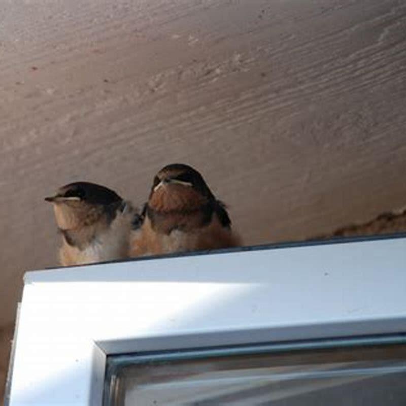 How do I stop birds flying down my chimney?