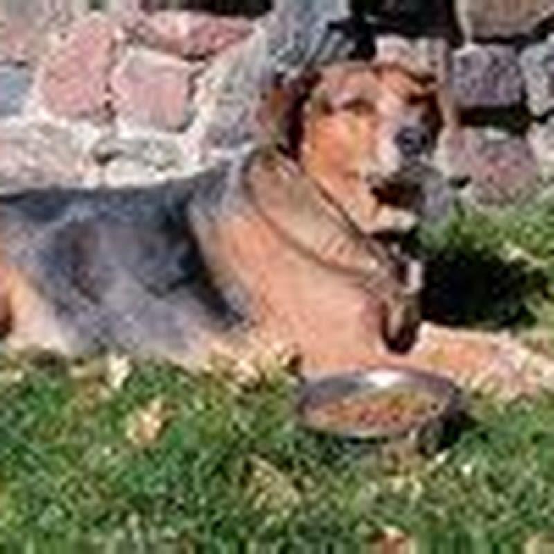 How do I stop birds from eating my dogs food?