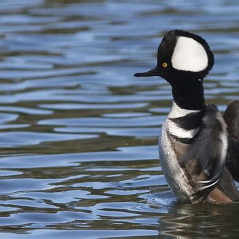 How do mergansers eat?