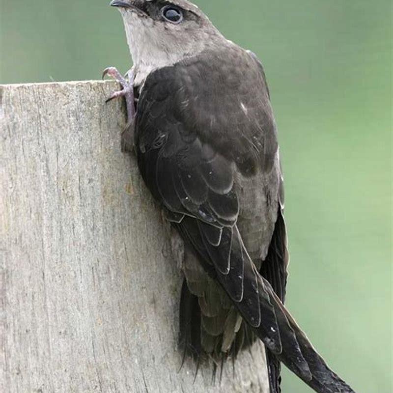 How do nighthawks feed?
