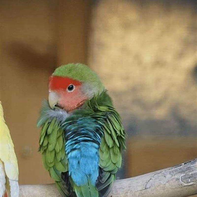 How do parrots get PDD?