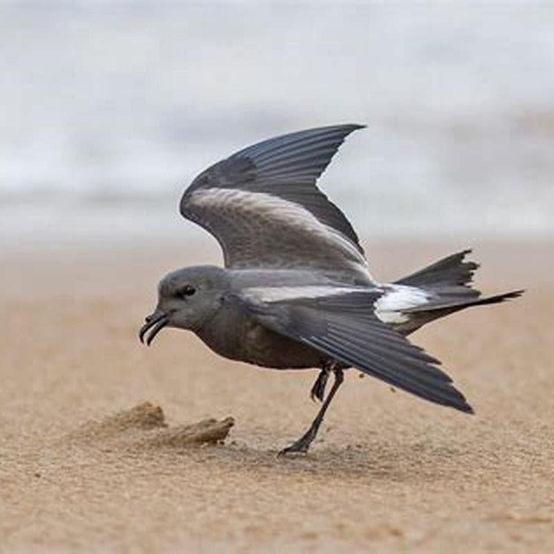 How do storm petrels feed?
