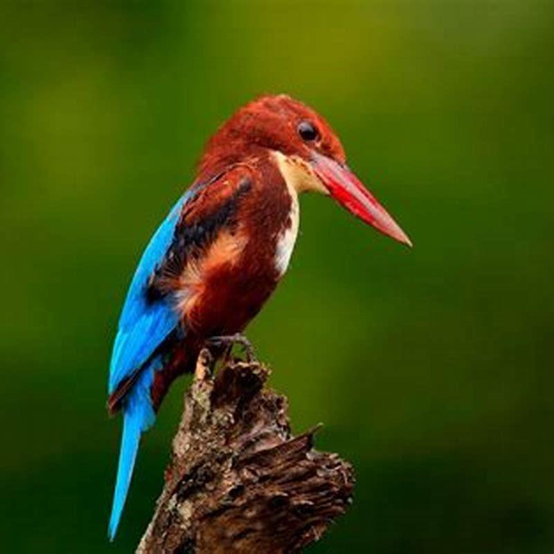 How do you approach birds for photography?