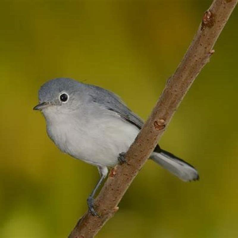 How do you attract a blue GREY gnatcatcher?
