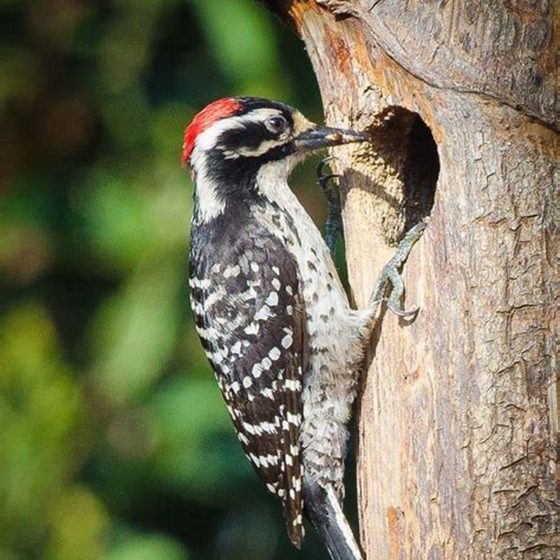 How do you attract a Nuttall’s woodpecker?