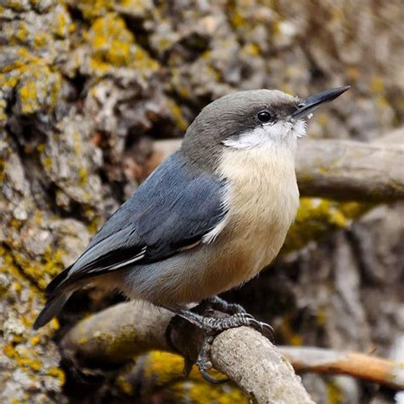 How do you attract a pygmy nuthatch?