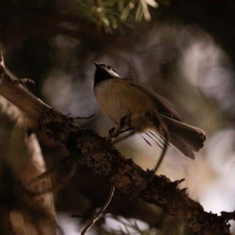 How do you attract birds to chirp?
