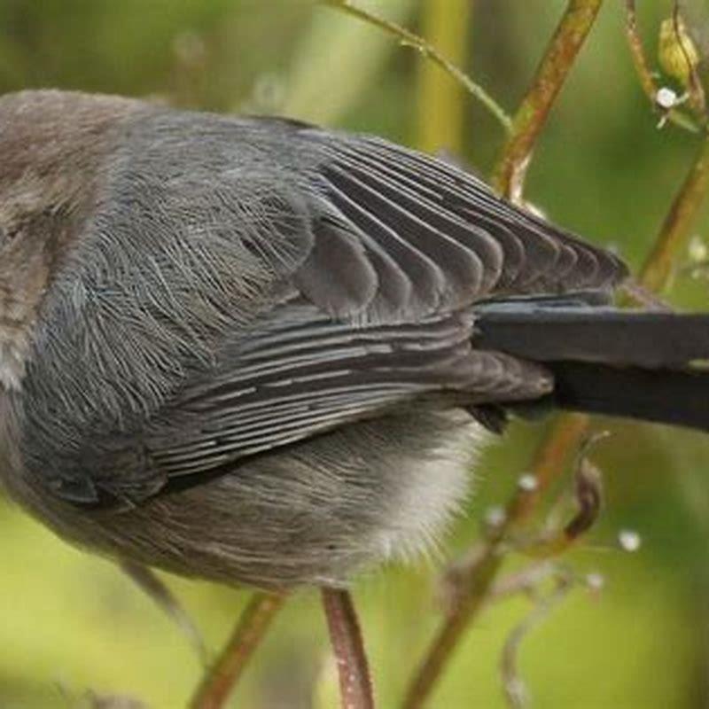 How do you attract Bushtits?