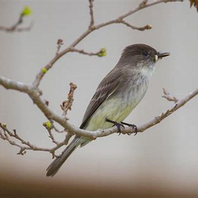 How do you attract phoebe birds?