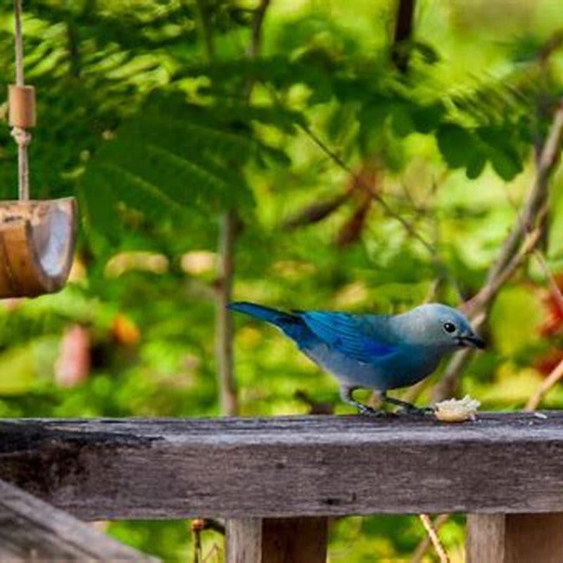 How do you attract small birds?