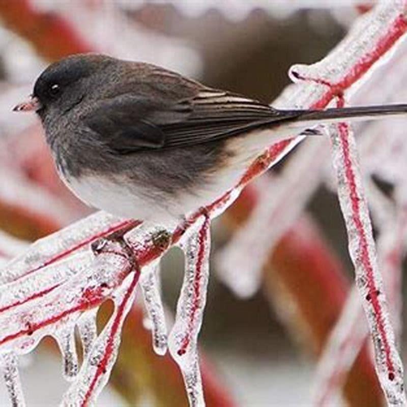 How do you attract snow birds?