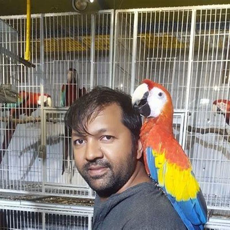 How do you call birds near me?
