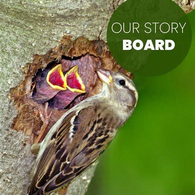 How do you classify birds?