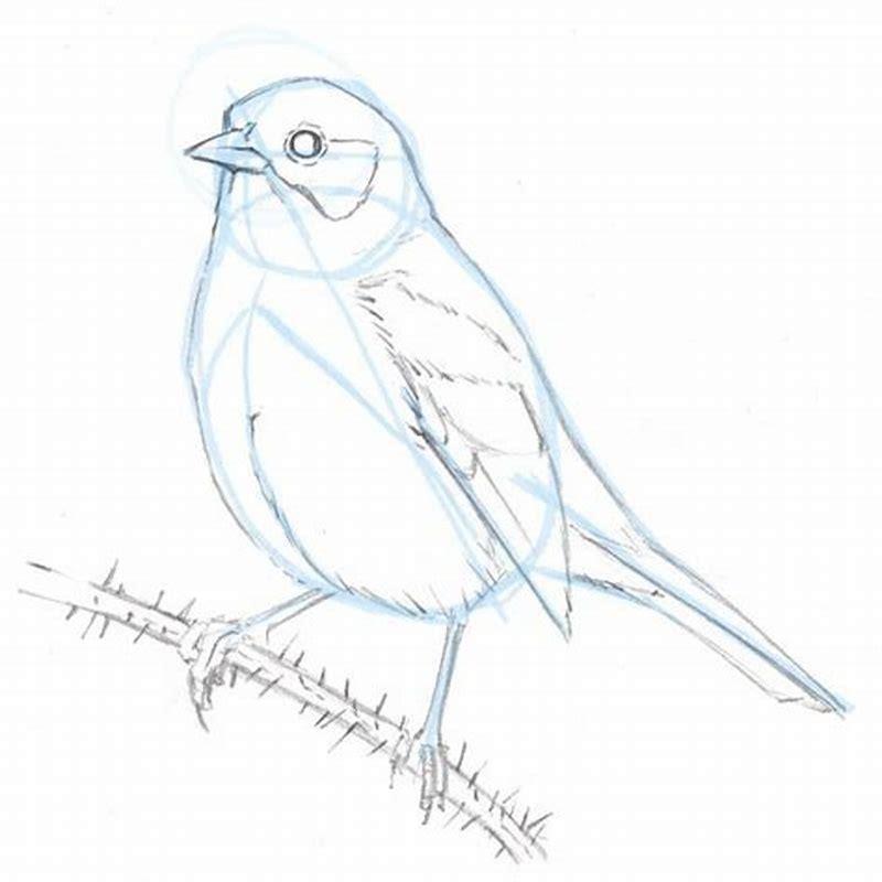 How do you draw a sparrow easy?