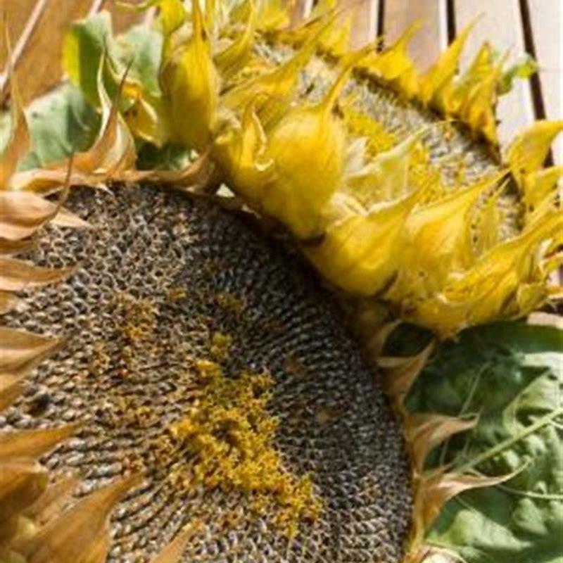 How do you dry sunflowers?