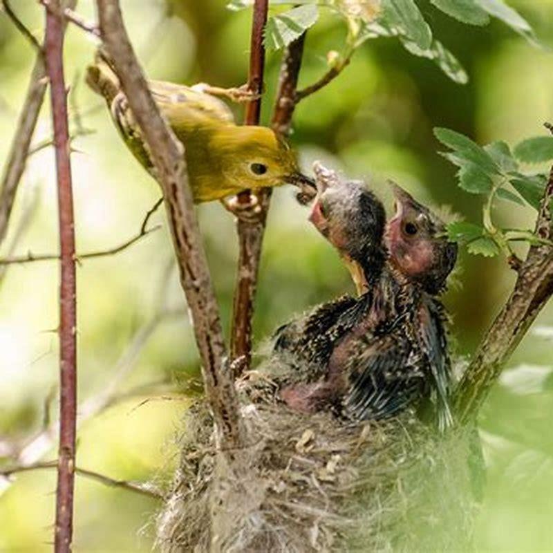 How do you eat a birds nest? DIY Seattle