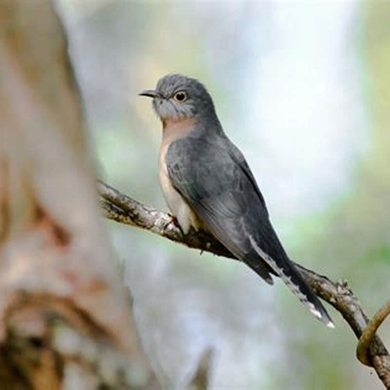 How do you feed a cuckoo bird?