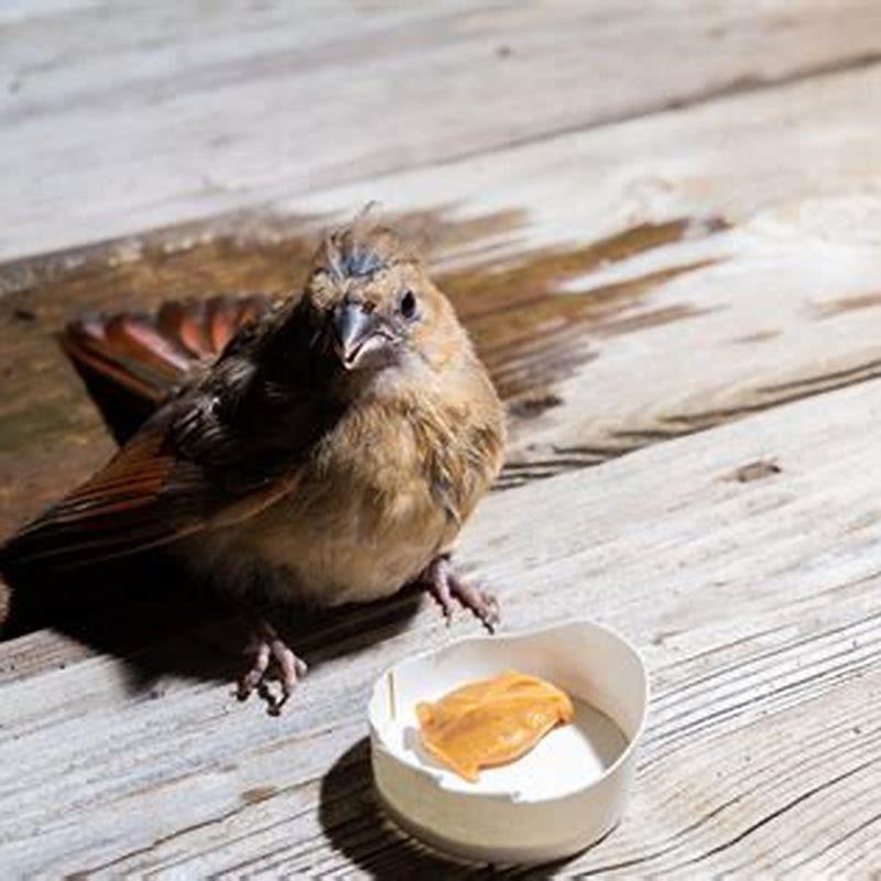How do you feed birds shelled peanuts?