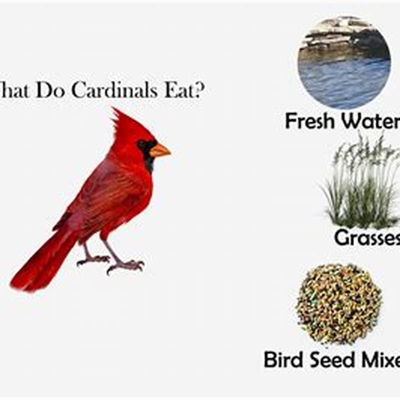How do you feed Red Wings?