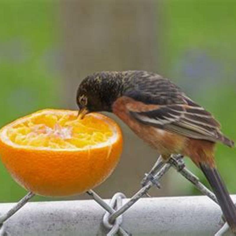 How do you feed wild birds oranges?