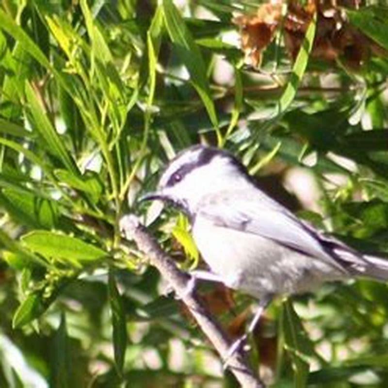 How do you get a bird to come to you?