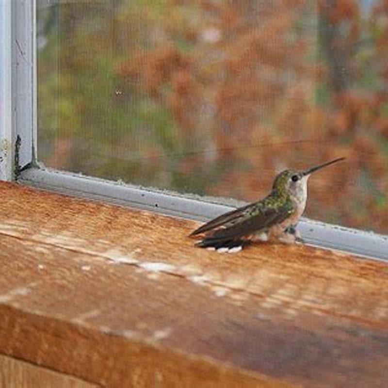 How do you get a trapped bird out of the house?