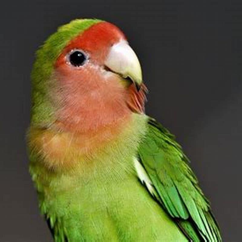 How do you get birds to come to you?