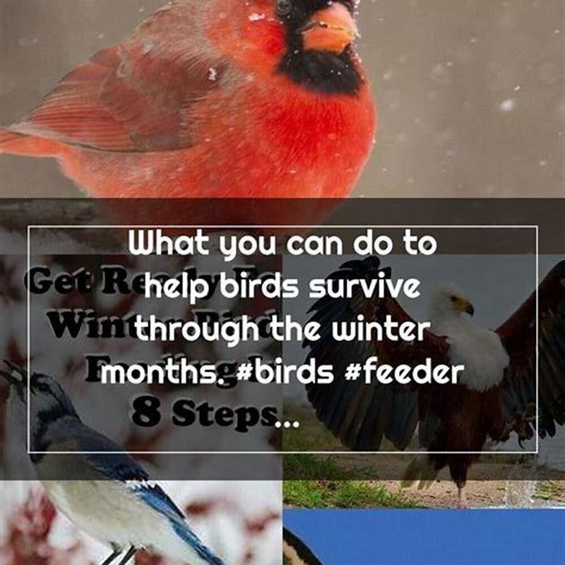 How Do You Help Wild Birds In The Winter? - DIY Seattle