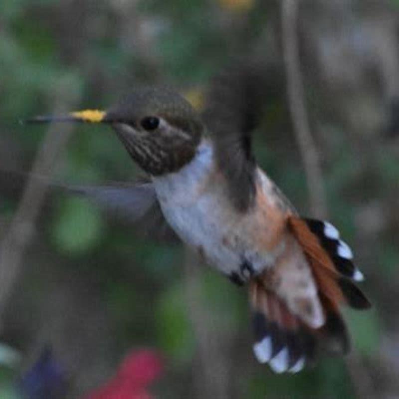 How do you identify a Calliope Hummingbird? - DIY Seattle