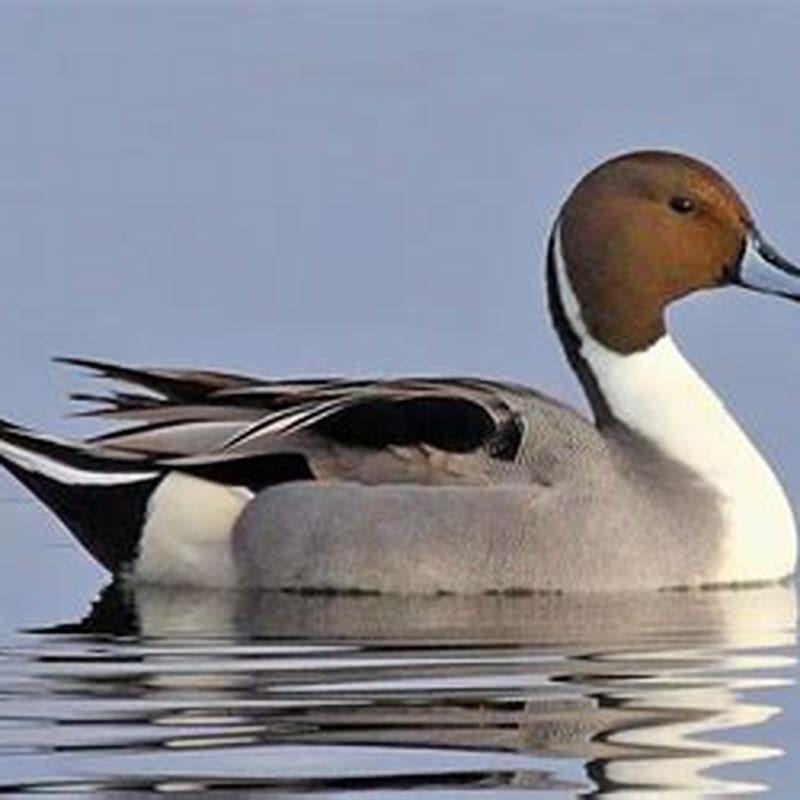 How do you identify a northern pintail?