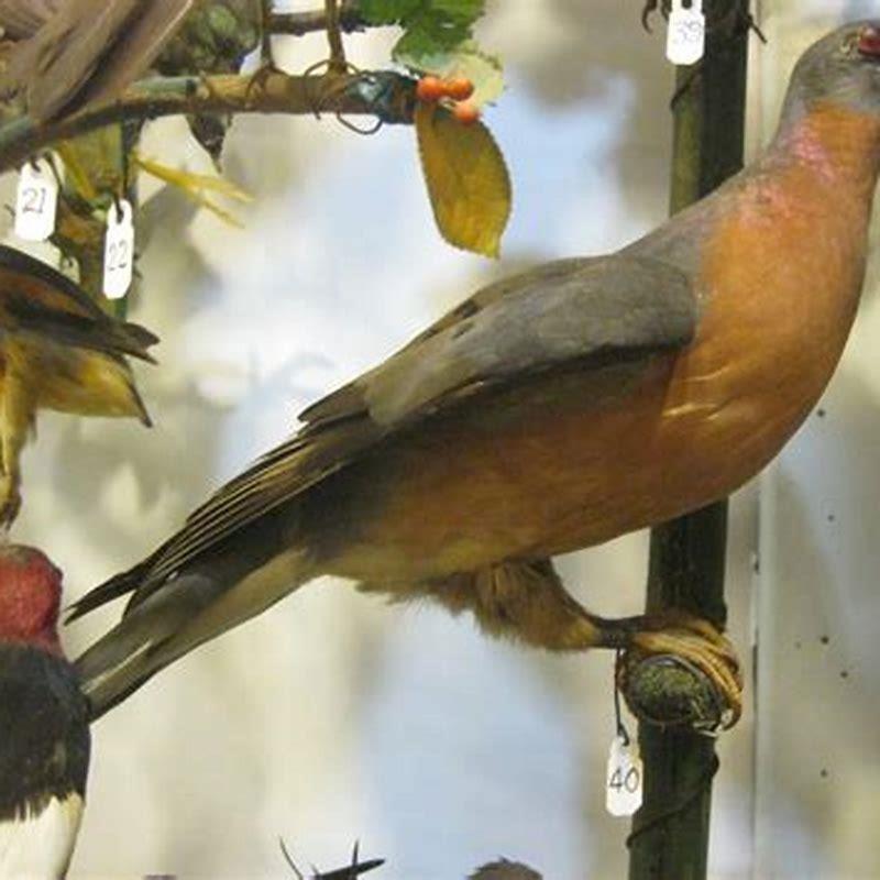 How do you identify a passenger pigeon?
