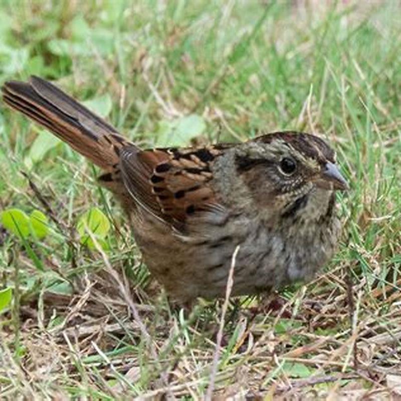 How do you identify a White-throated Sparrow?
