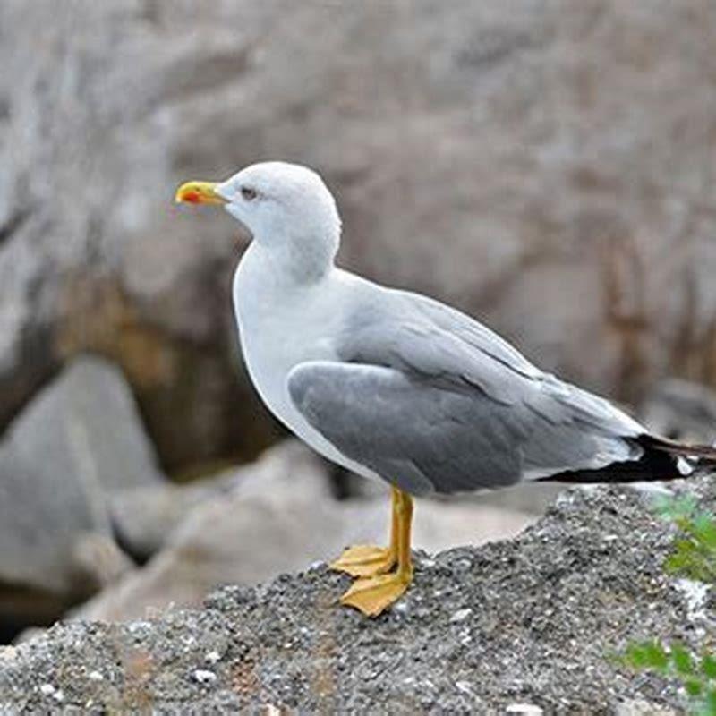 How do you identify a yellow legged gull?