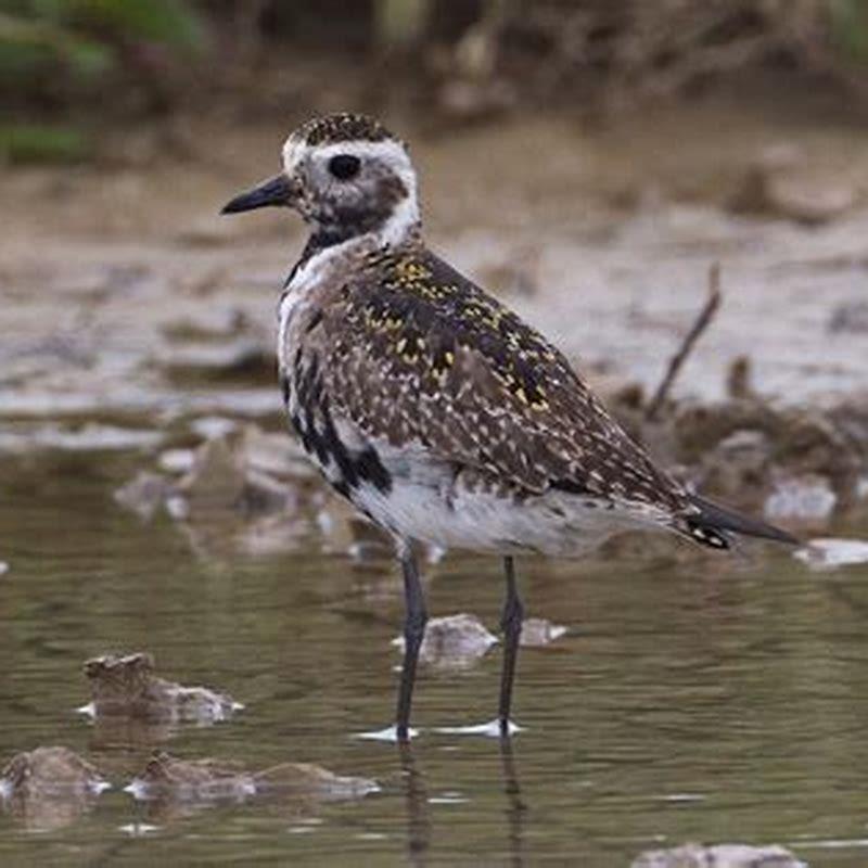 How do you identify American golden plover?