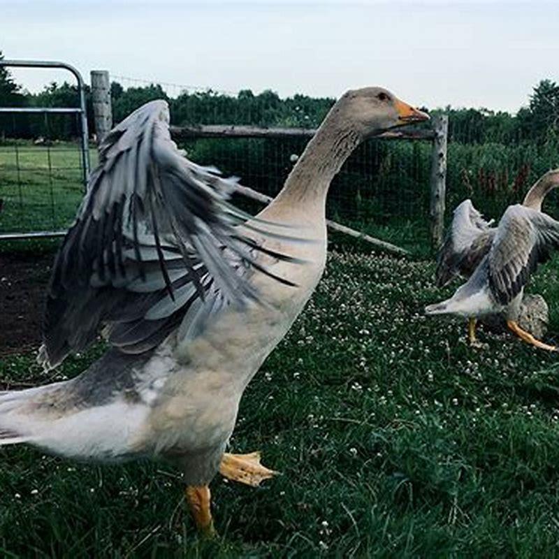 How do you introduce a new bird to your flock?